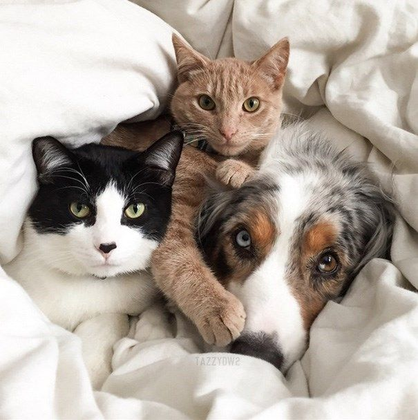 Katzen & Hunde